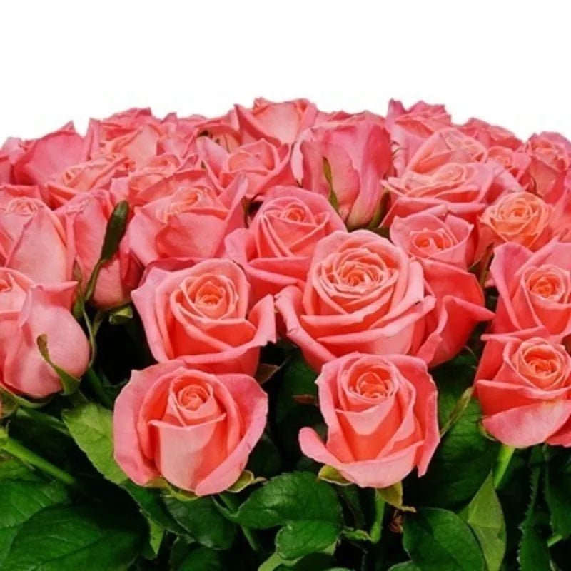Korallfarbener Rosenstrauß von MO BLUMEN, dicht gebunden, mit grünen Blättern vor weißem Hintergrund.