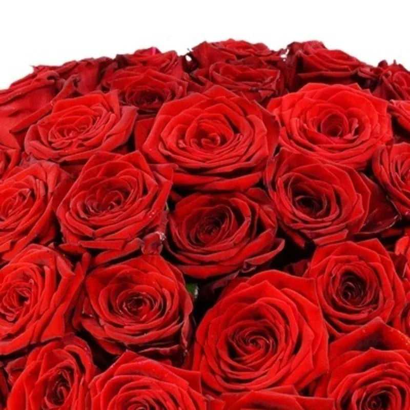 Roter Strauß von MO BLUMEN aus vielen roten Rosen, dicht arrangiert, mit samtiger Textur.