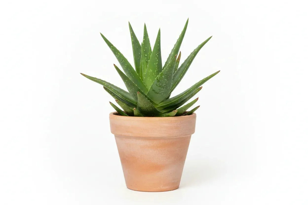 Aloe vera