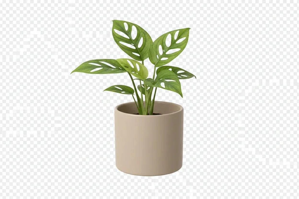 Adansonii-Fensterblatt in einem cremefarbenen Topf