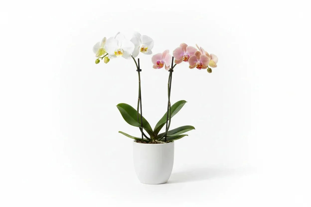 Orchidee Phalaenopsis