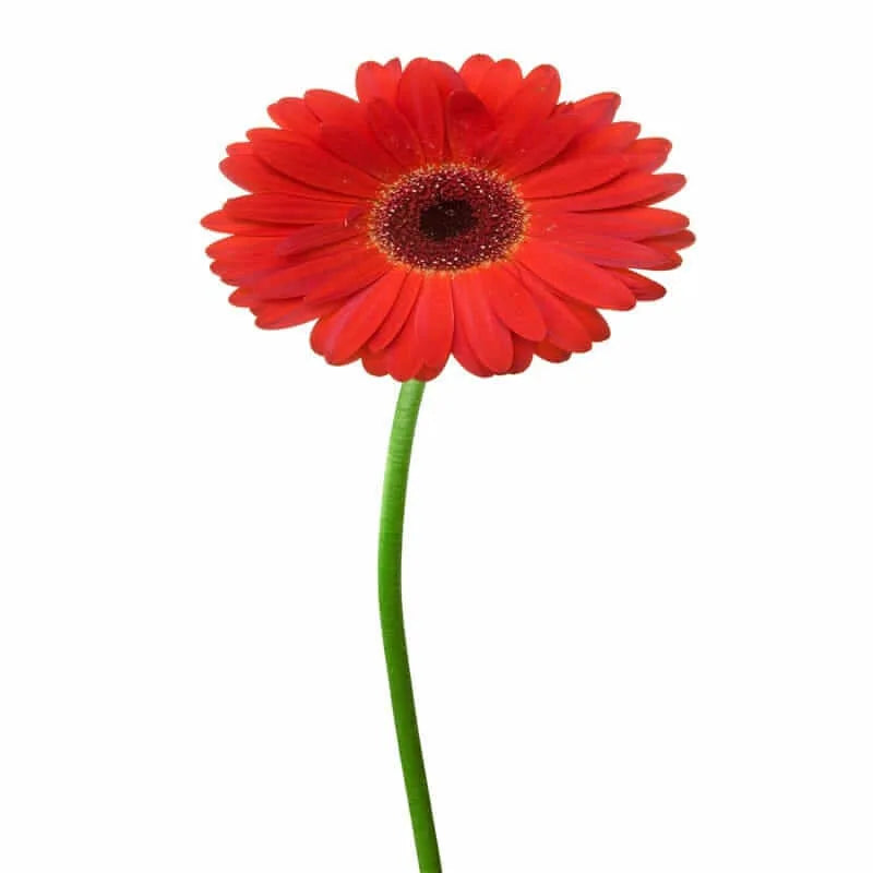 Einzelne rote Gerbera mit grünem Stiel