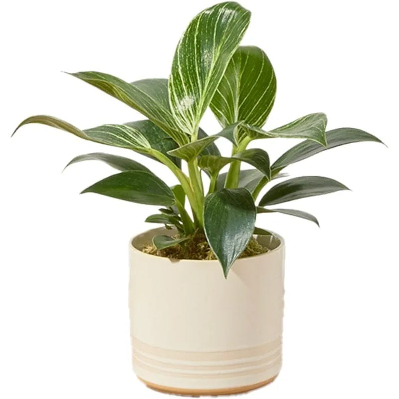 Grünpflanze mit langen Blättern in einem weißen Topf