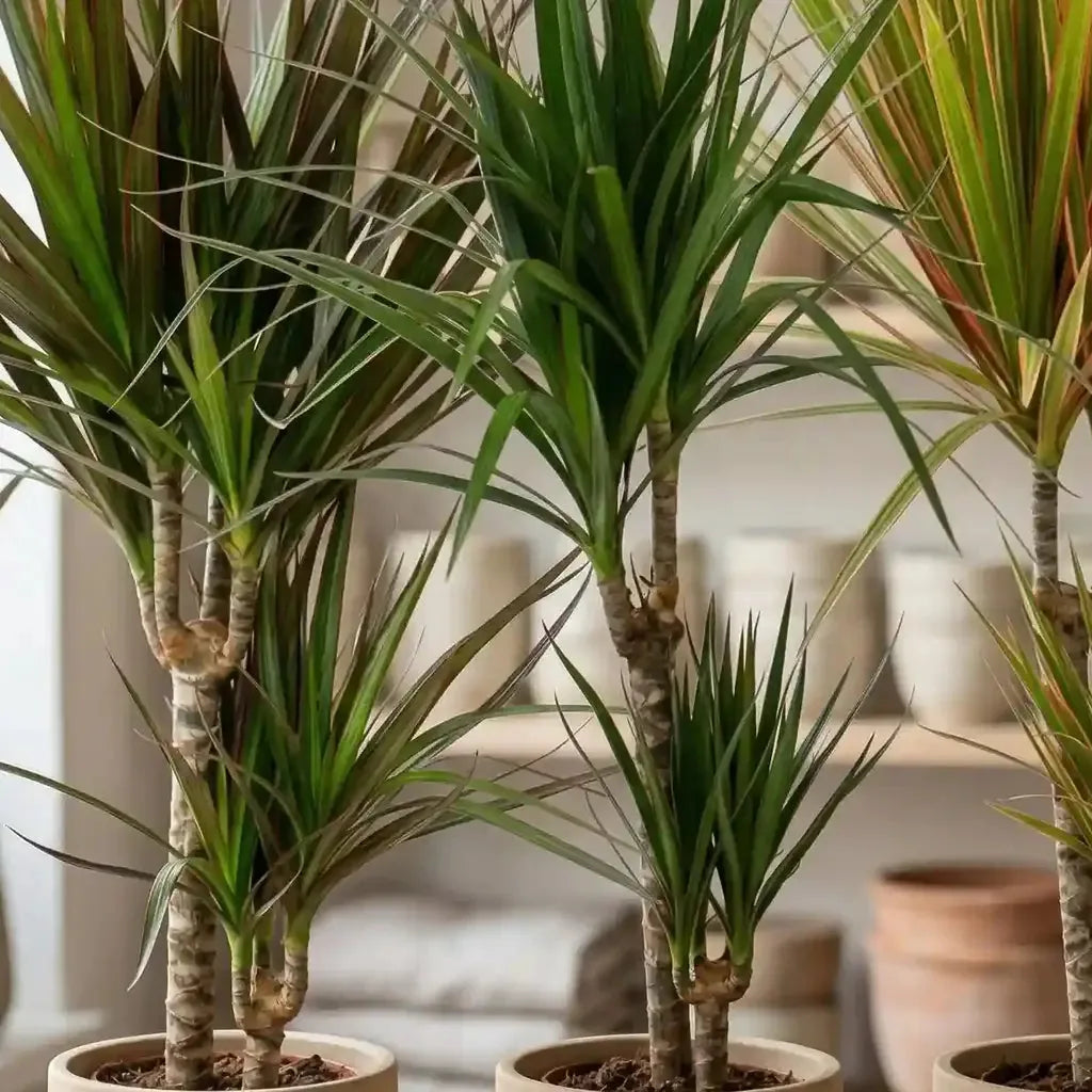 Drachenbaum kaufen – Elegante Zimmerpflanze – MO BLUMEN