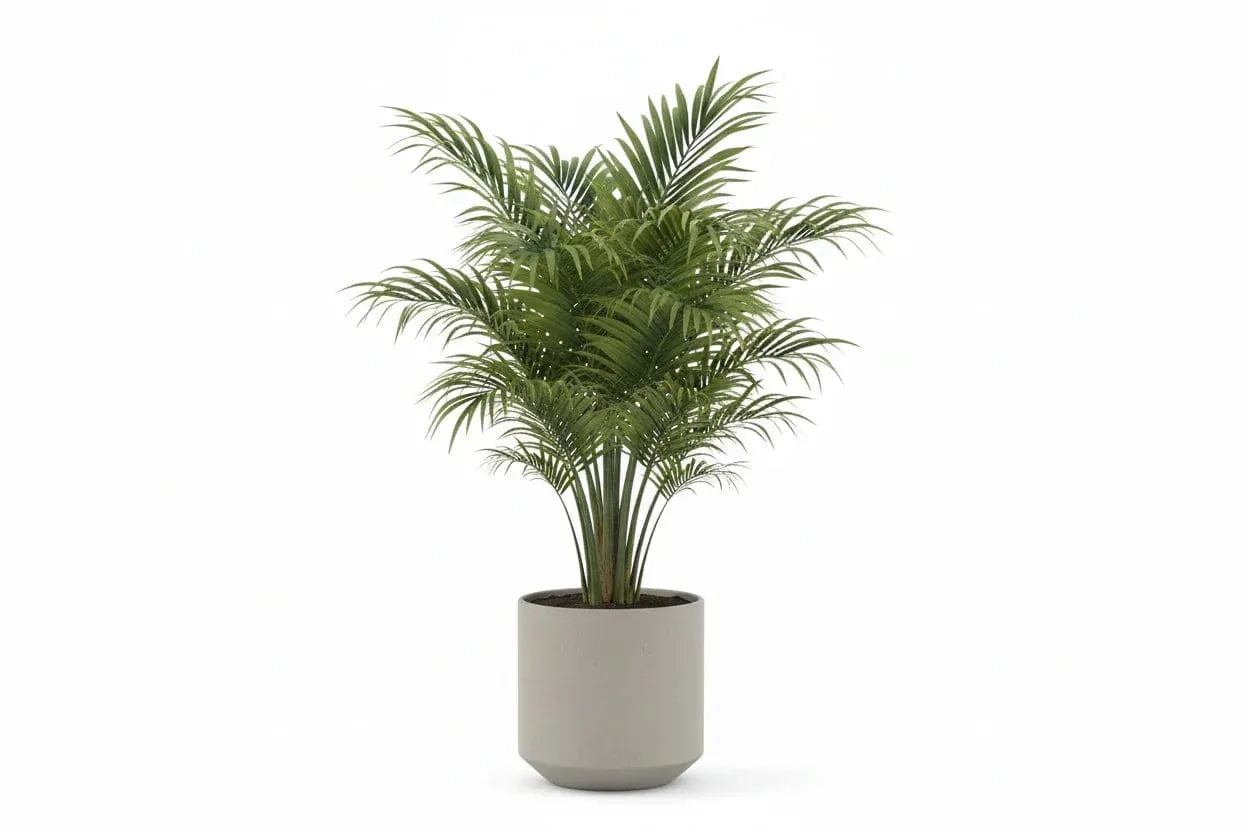 Howea Forsteriana Pflanze in weißem Topf