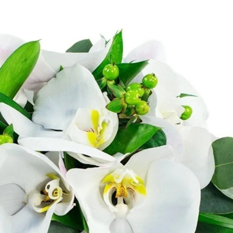 große weiße orchideen Weiße Orchideen