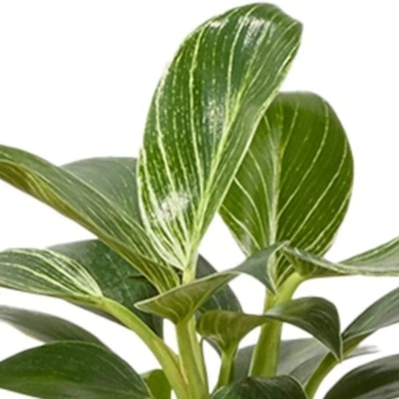 Grünpflanze im Topf