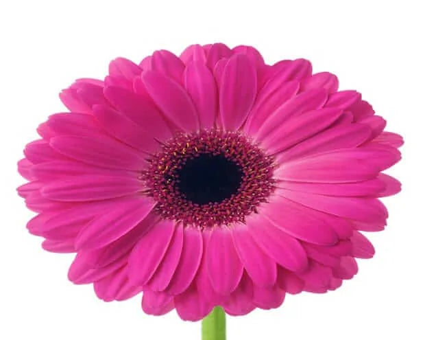 Rosa Gerbera