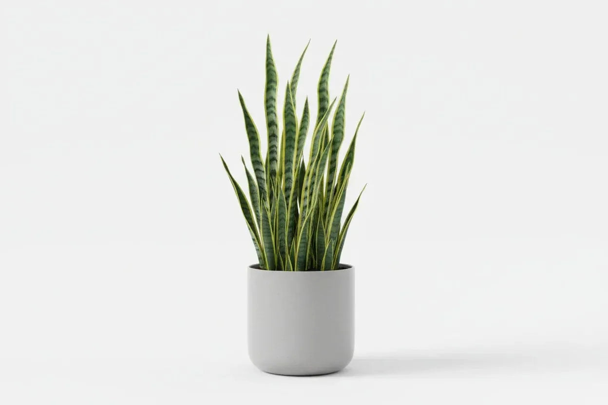 Sansevieria-Pflanze in grauem Topf vor weißem Hintergrund