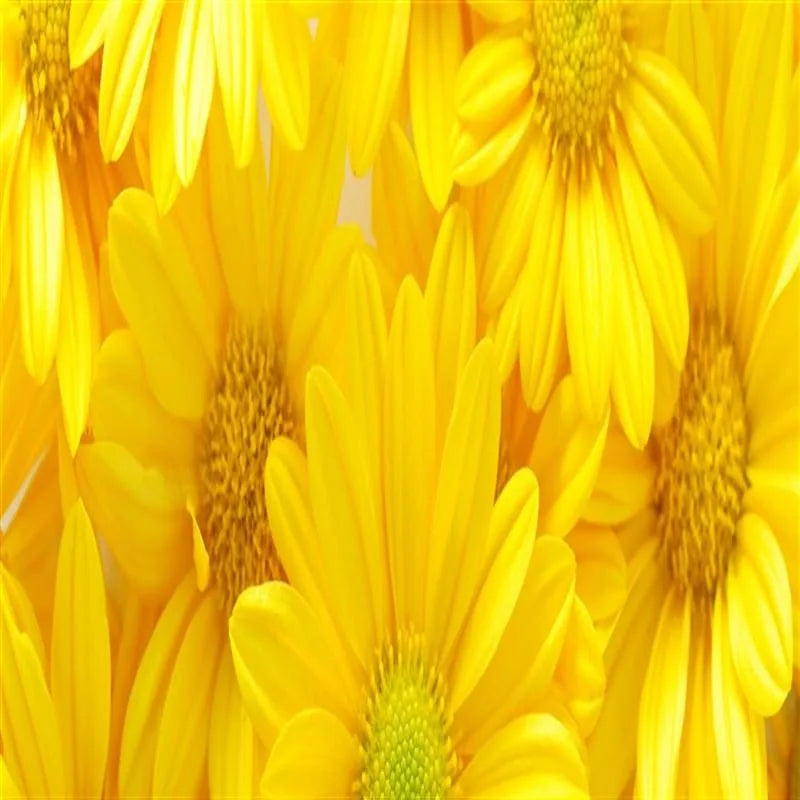 Nahaufnahme von gelben Chrysanthemenblüten