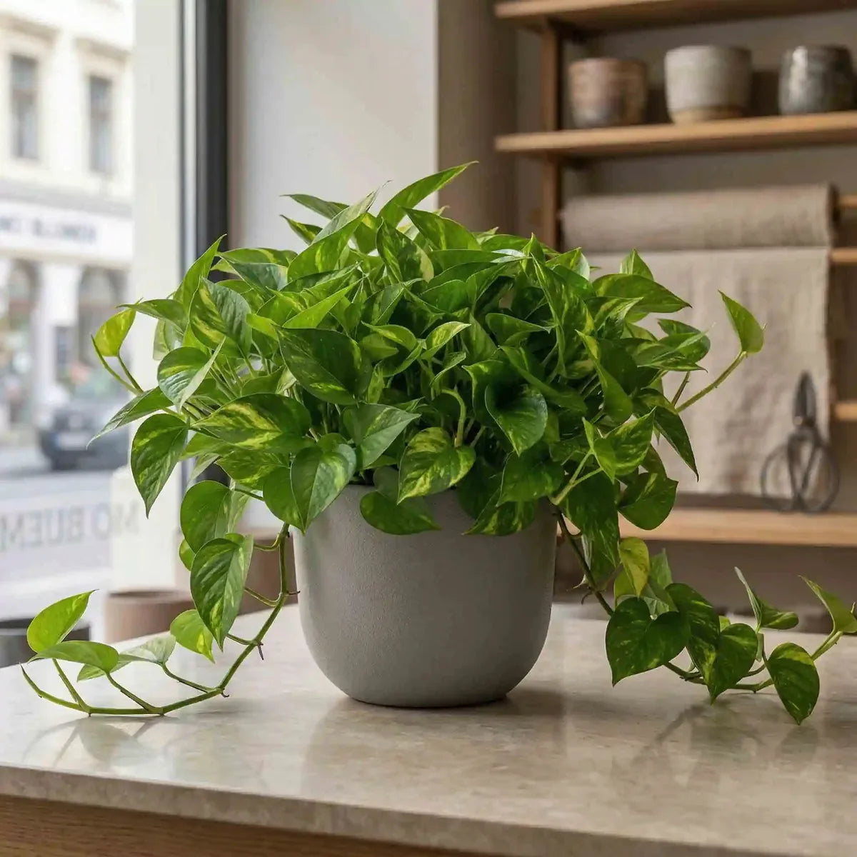 Grüne, panaschierte Efeutute von MO BLUMEN in grauem Topf auf heller Arbeitsplatte, Ranken hängen herab.