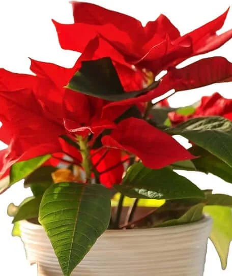 Red Poinsettia Plant