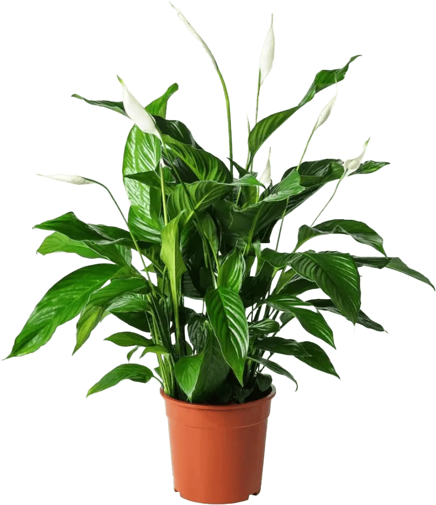 Spathiphyllum-Einblatt in einem Topf