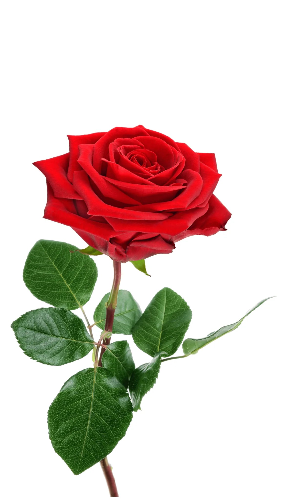 Einzelne rote Rose mit Stiel und Blättern