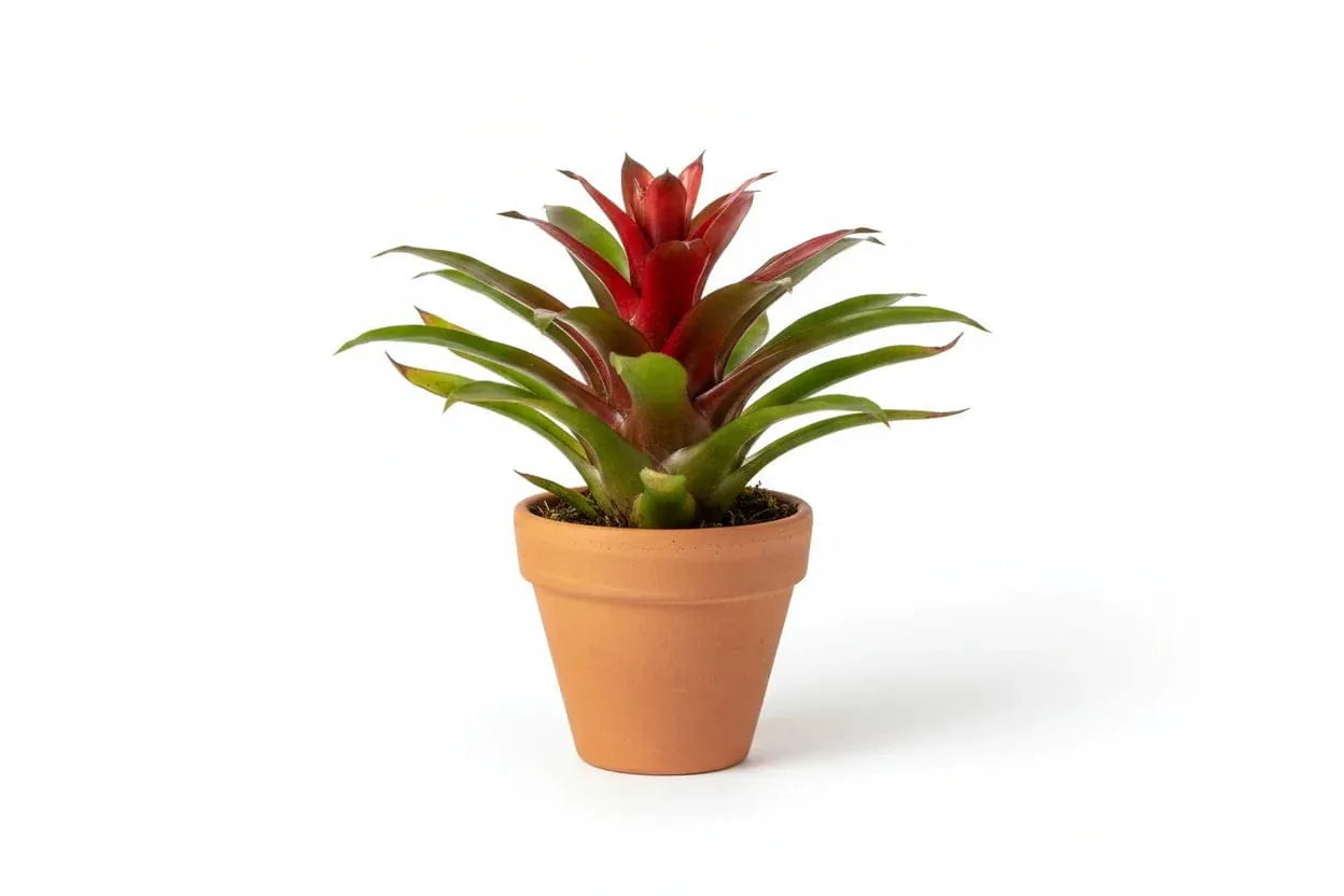 Guzmania Bromilie