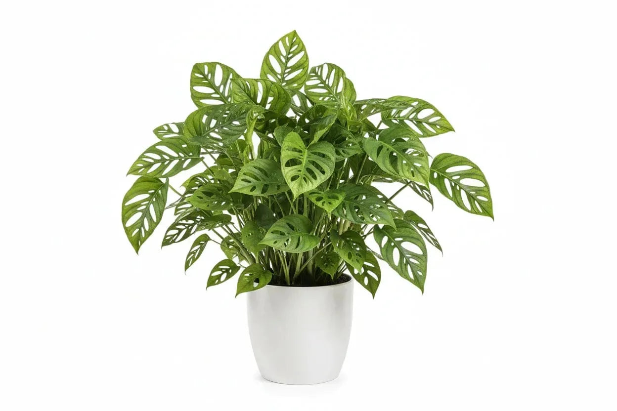 Adansonii-Fensterblatt