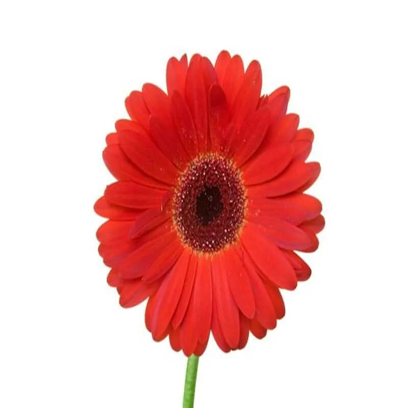 Rote Gerbera( mini )