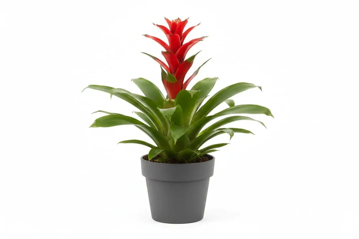Rote Guzmania Bromilie in grauem Topf