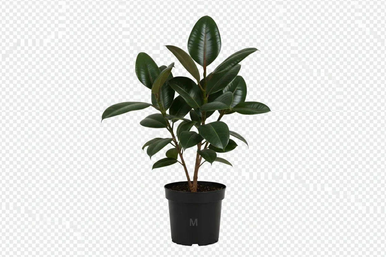 Gummibaum (Ficus Elastica)