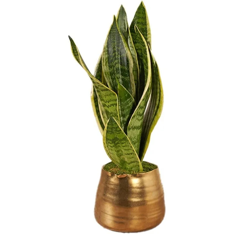 Sansevieria in goldenem Topf