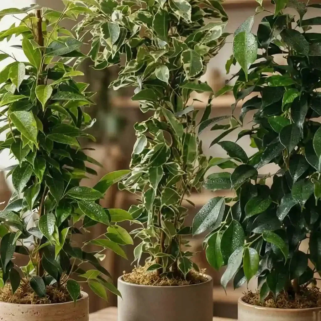 Ficus Benjamina Nahaufnahme - MO BLUMEN Wien