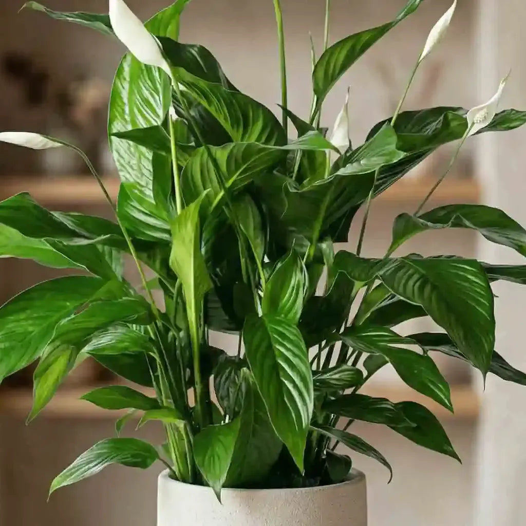 Ficus Nahaufnahme - MO BLUMEN Wien