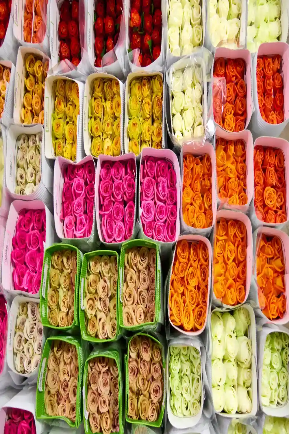 Assorted colorful rubber bands in small containers.