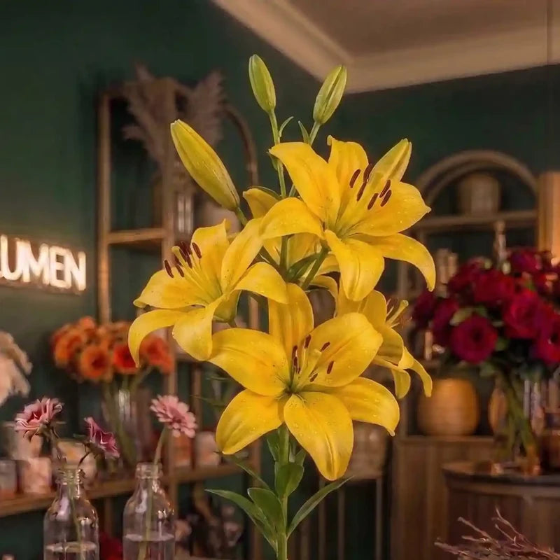Gelbe Lilie von MO BLUMEN, frisch, mit mehreren Blüten, Knospen und Wassertropfen.