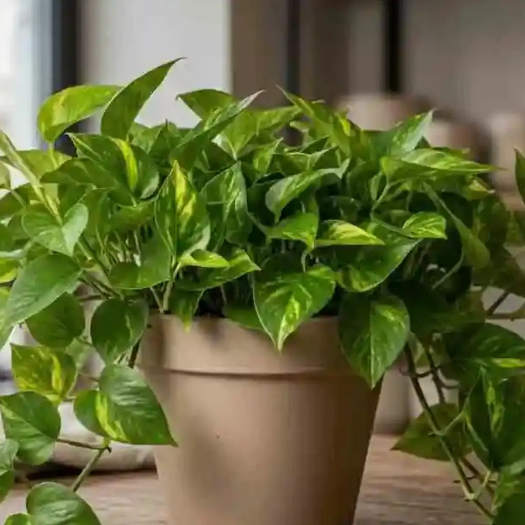 Goldene Efeutute Epipremnum Nahaufnahme - MO BLUMEN Wien