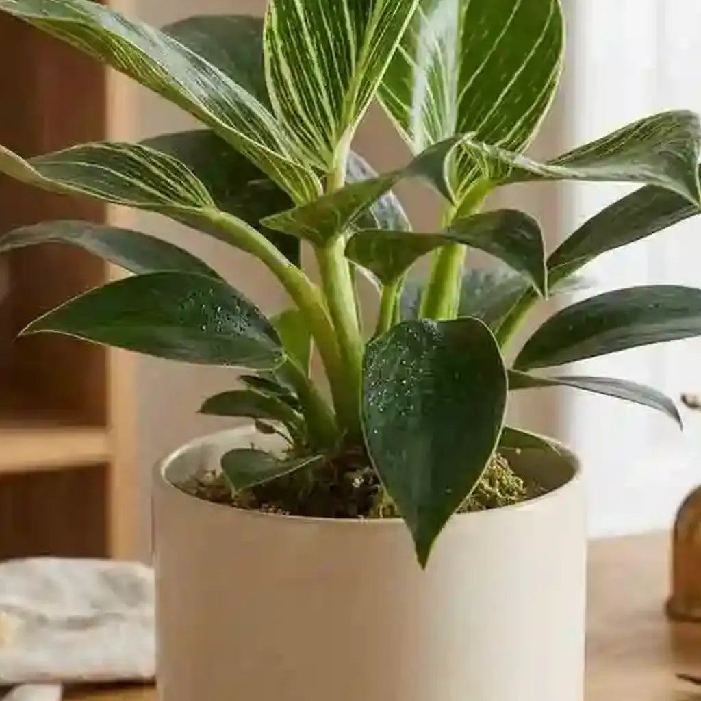 Gestreifte Grünpflanze von MO BLUMEN im beigefarbenen Topf, mit Wassertropfen auf den Blättern.