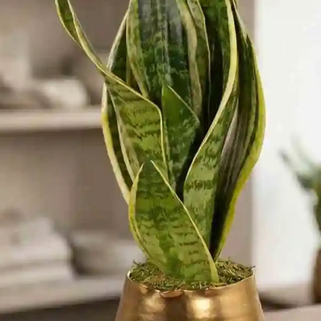 Grüne, gemusterte Sansevieria-Pflanze von MO BLUMEN in glänzendem, goldenem Topf mit Moos.