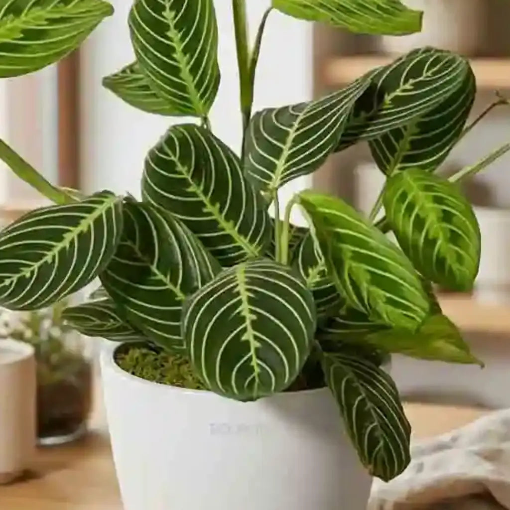 Grünes Wunder Nahaufnahme - MO BLUMEN Wien