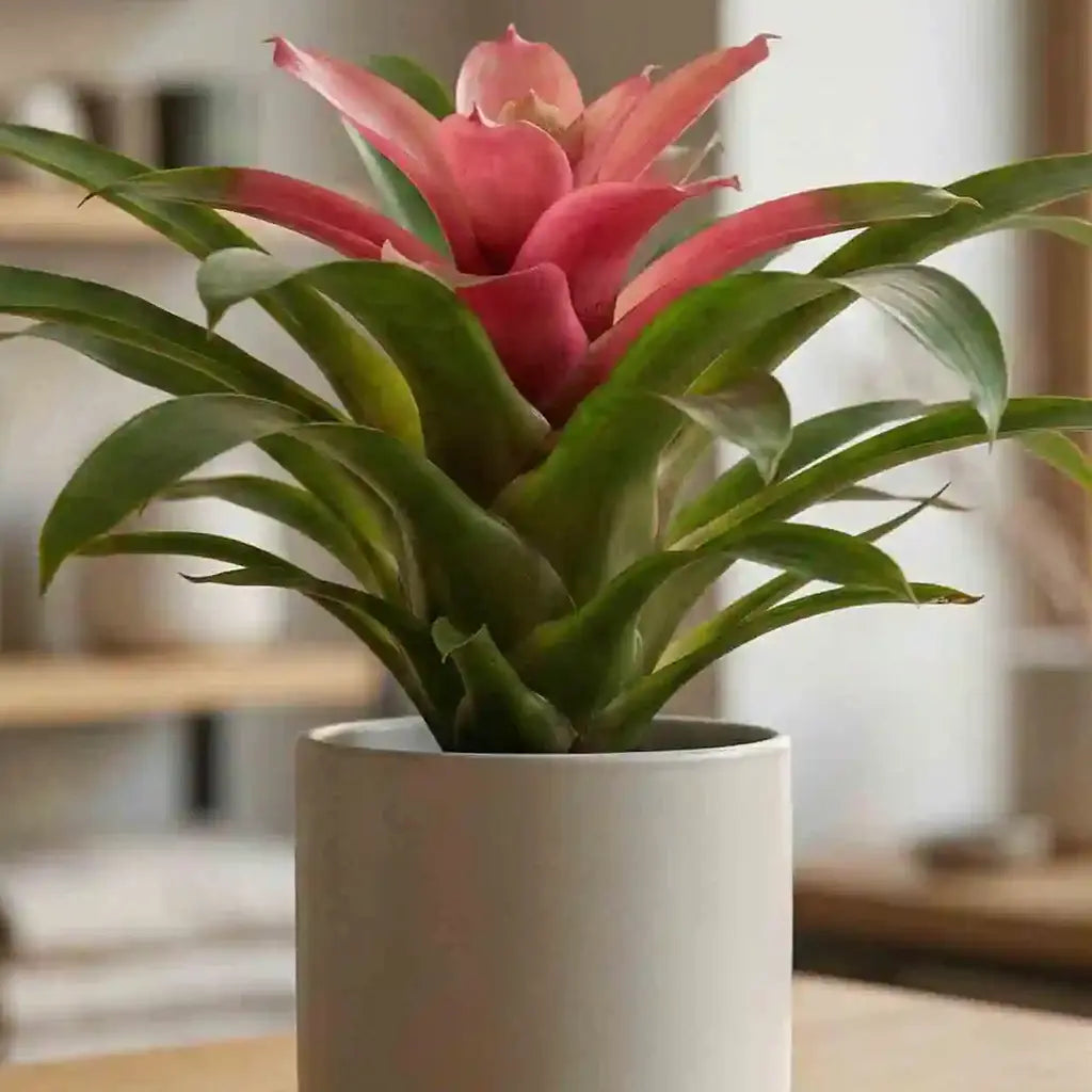 Guzmania Red Bromilie Nahaufnahme - MO BLUMEN Wien