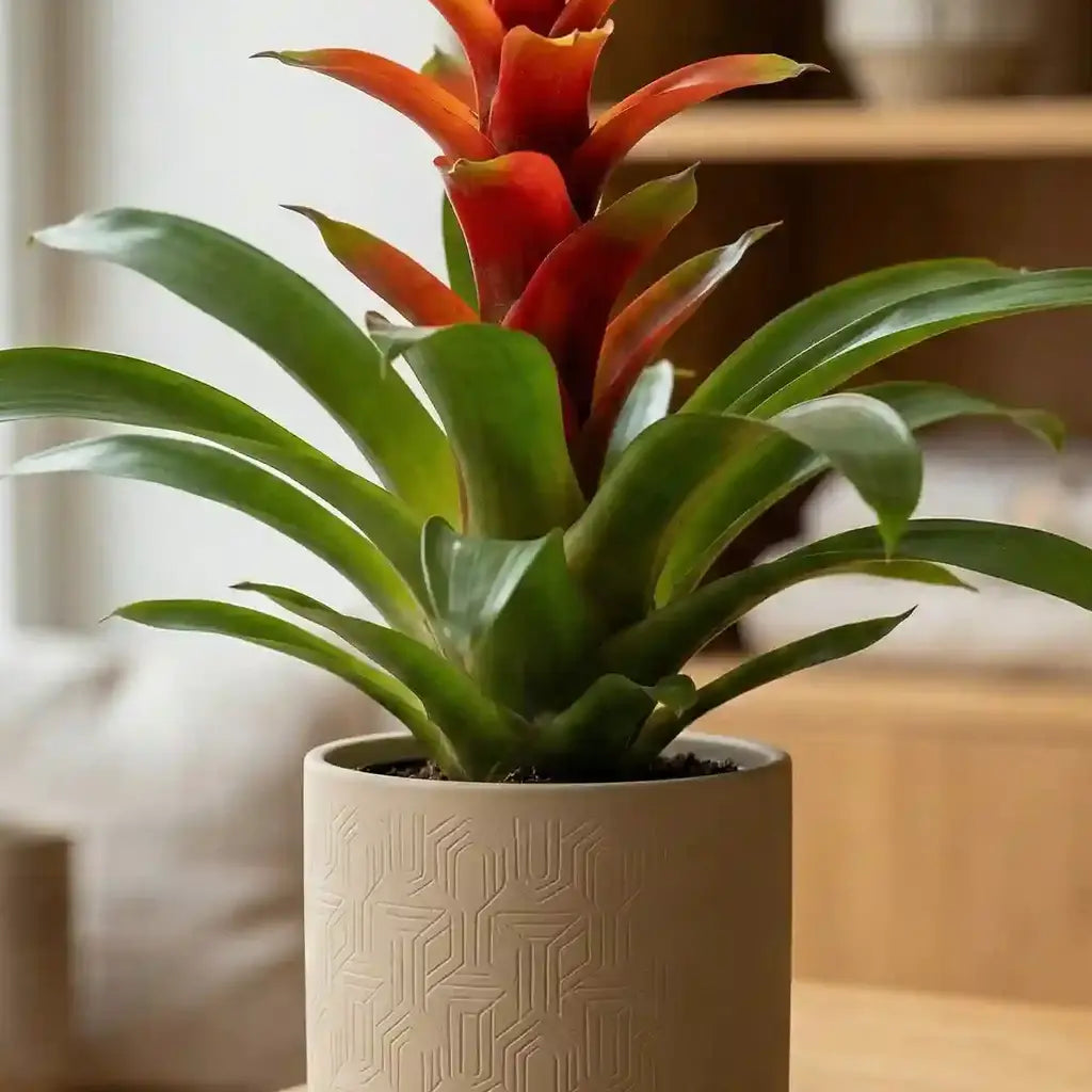 Guzmania Bromilie Nahaufnahme - MO BLUMEN Wien