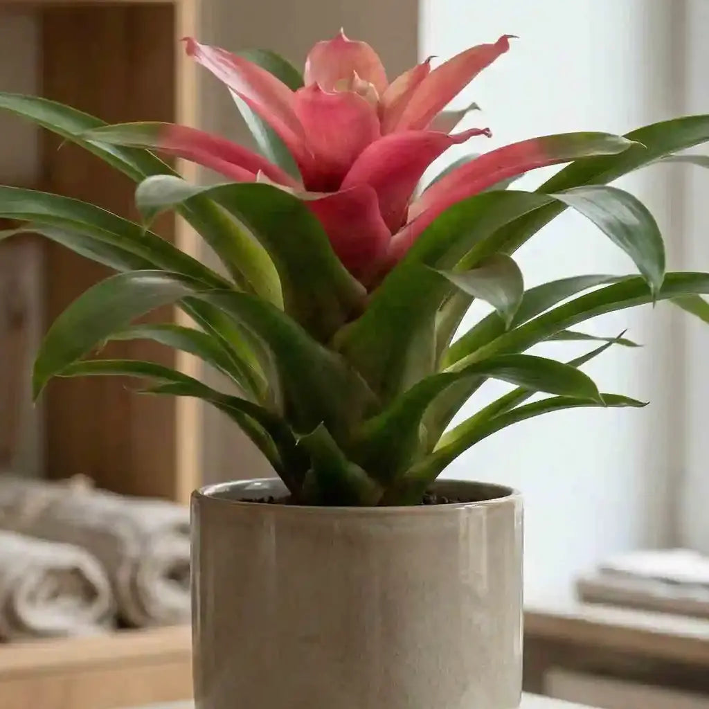 Rosa Guzmania-Pflanze von MO BLUMEN mit grünen Blättern in hellem Topf, im Innenbereich.