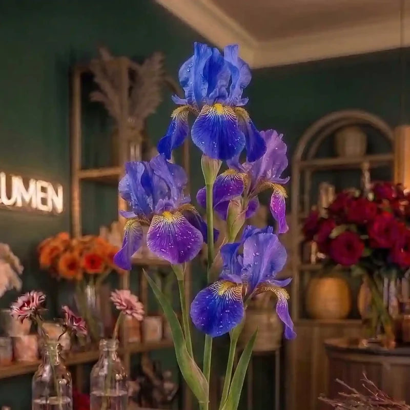 Blaue und lila Iris von MO BLUMEN mit Wassertropfen auf den Blütenblättern.