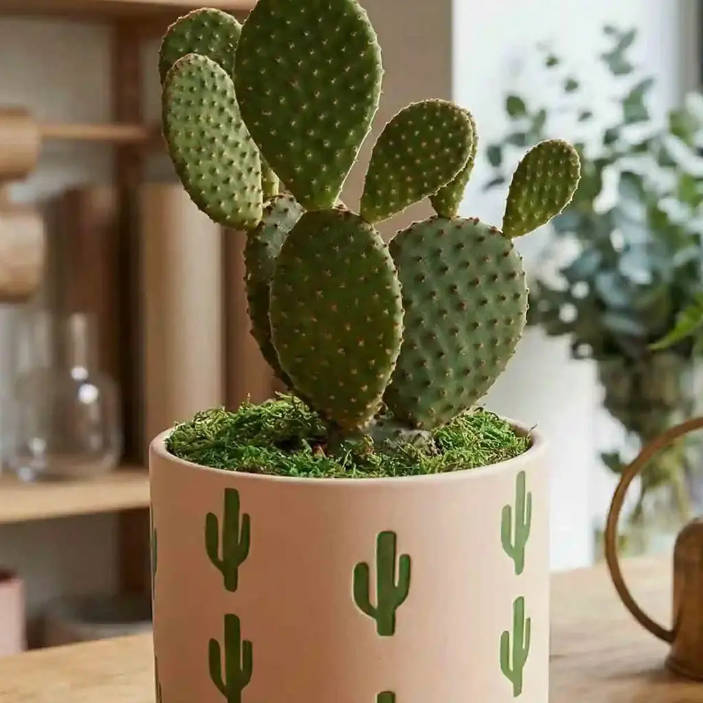 Kaktus im Topf kaufen