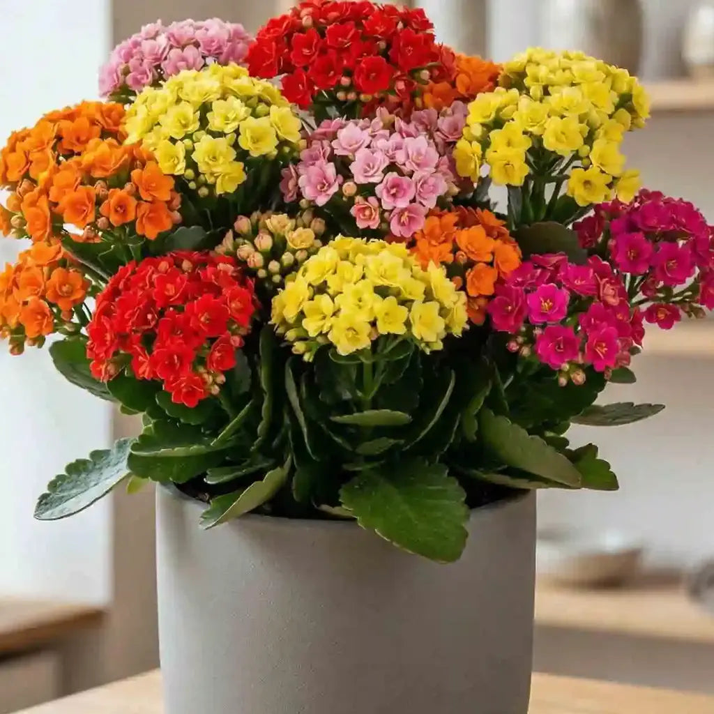 Kalanchoe Nahaufnahme - MO BLUMEN Wien