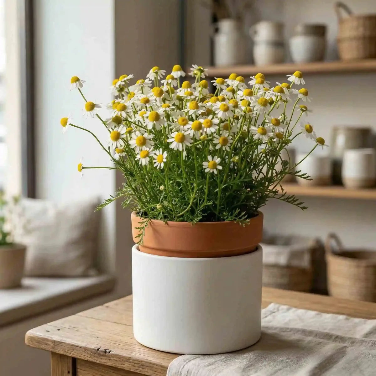 Weiße Kamilleblüten mit gelber Mitte von MO BLUMEN in einem Terracottatopf im weißen Übertopf auf einem Holztisch.