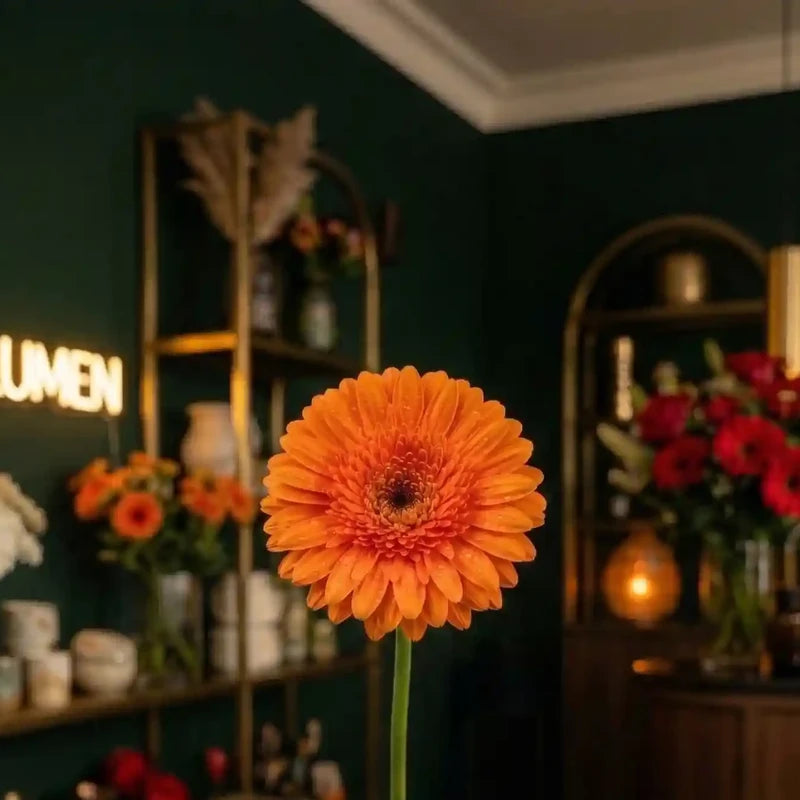 Orange Gerbera Nahaufnahme – MO BLUMEN Wien