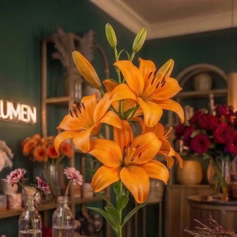Orange Lilie von MO BLUMEN mit mehreren Blüten und Knospen vor einem unscharfen Blumengeschäft-Hintergrund.