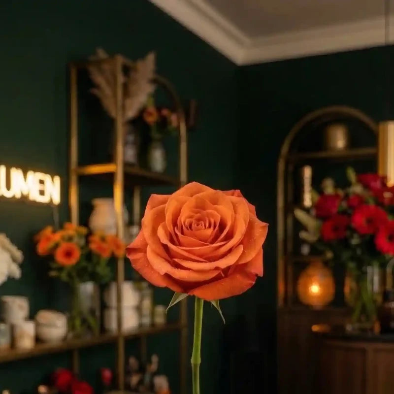 Orangefarbene Rose von MO BLUMEN mit feinen Wassertropfen auf den Blütenblättern, vor dunklem Hintergrund.