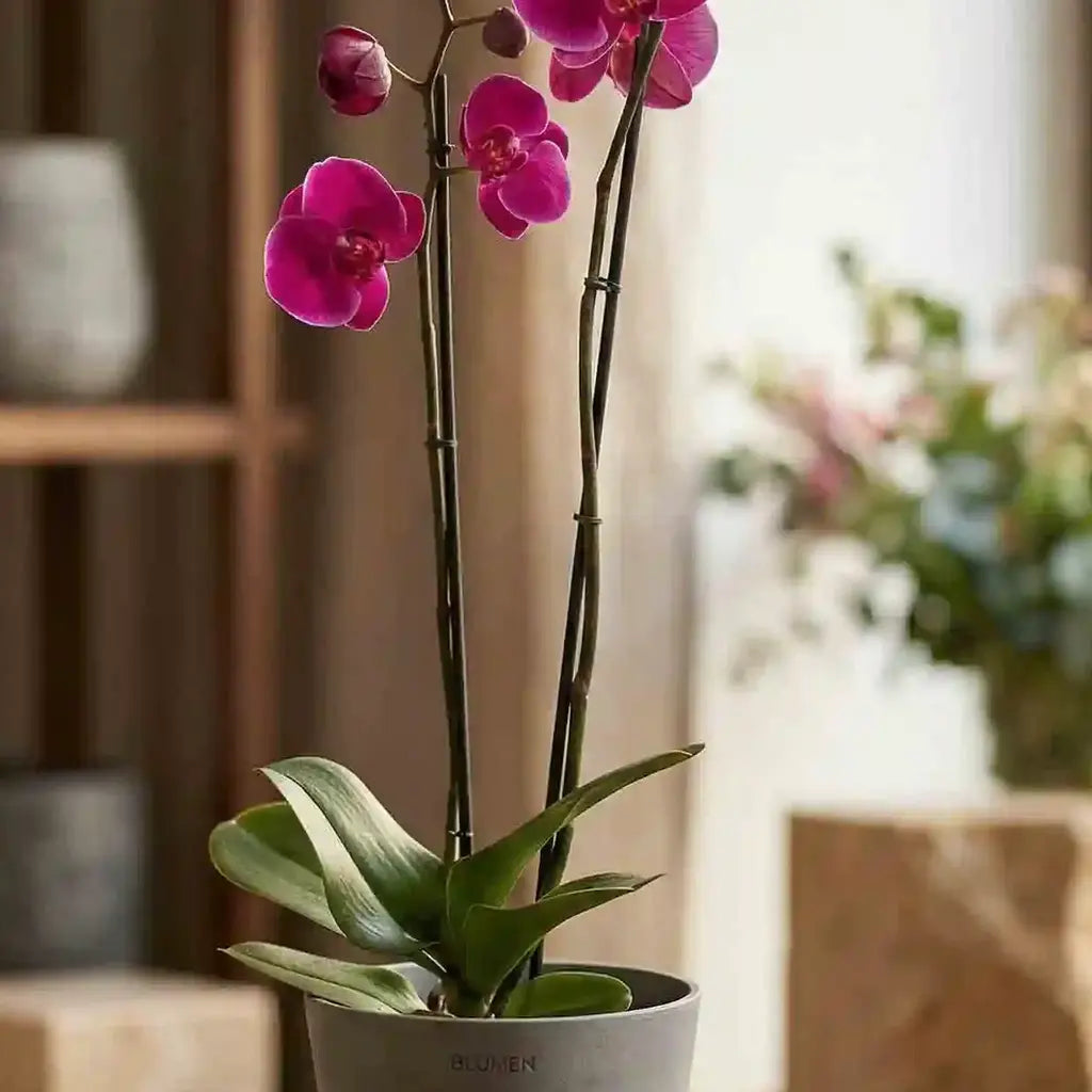 Magenta Orchideenpflanze im grauen Topf von MO BLUMEN, mit gestützten Stielen und mehreren Blüten.
