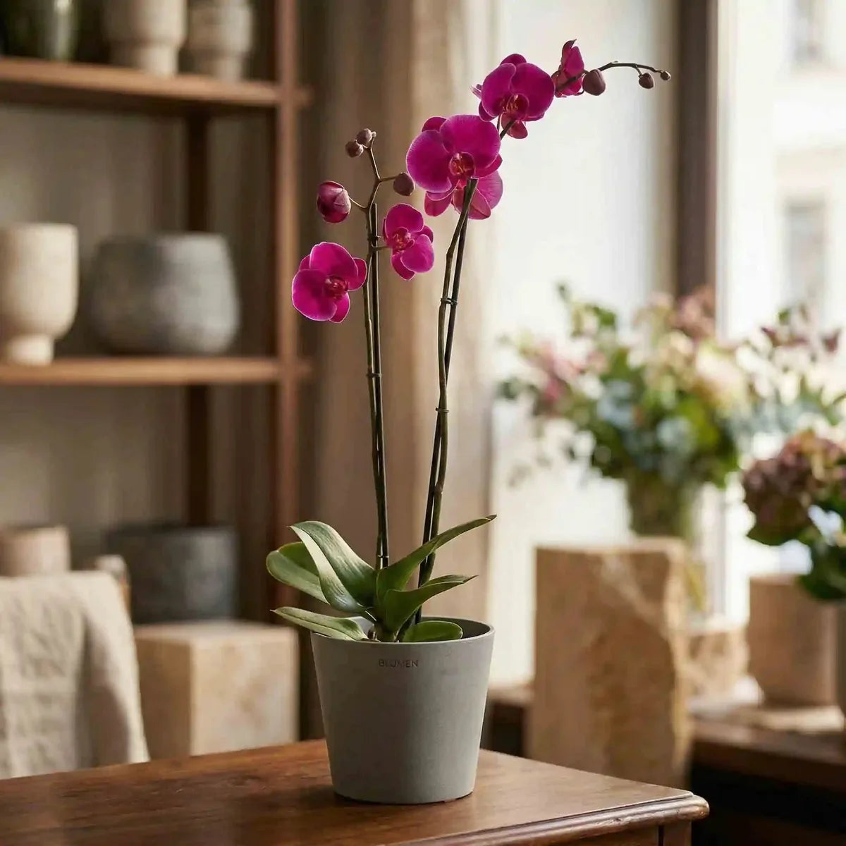 Blühende pinke Orchidee von MO BLUMEN in grauem Topf mit 'BLUMEN'-Prägung auf Holztisch.