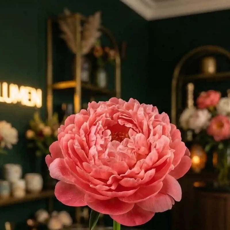 Pfingstrose Nahaufnahme – MO BLUMEN Wien