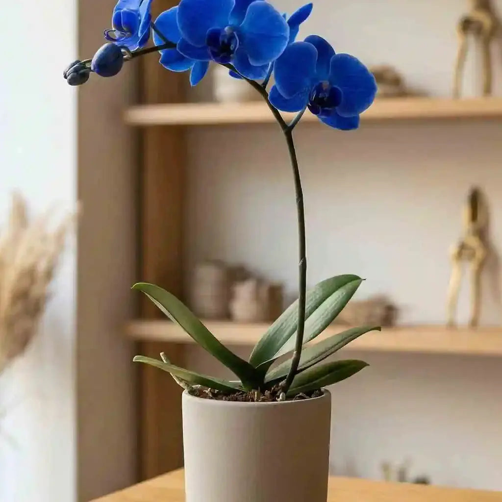 Phalaenopsis Blau gefärbt Nahaufnahme - MO BLUMEN Wien
