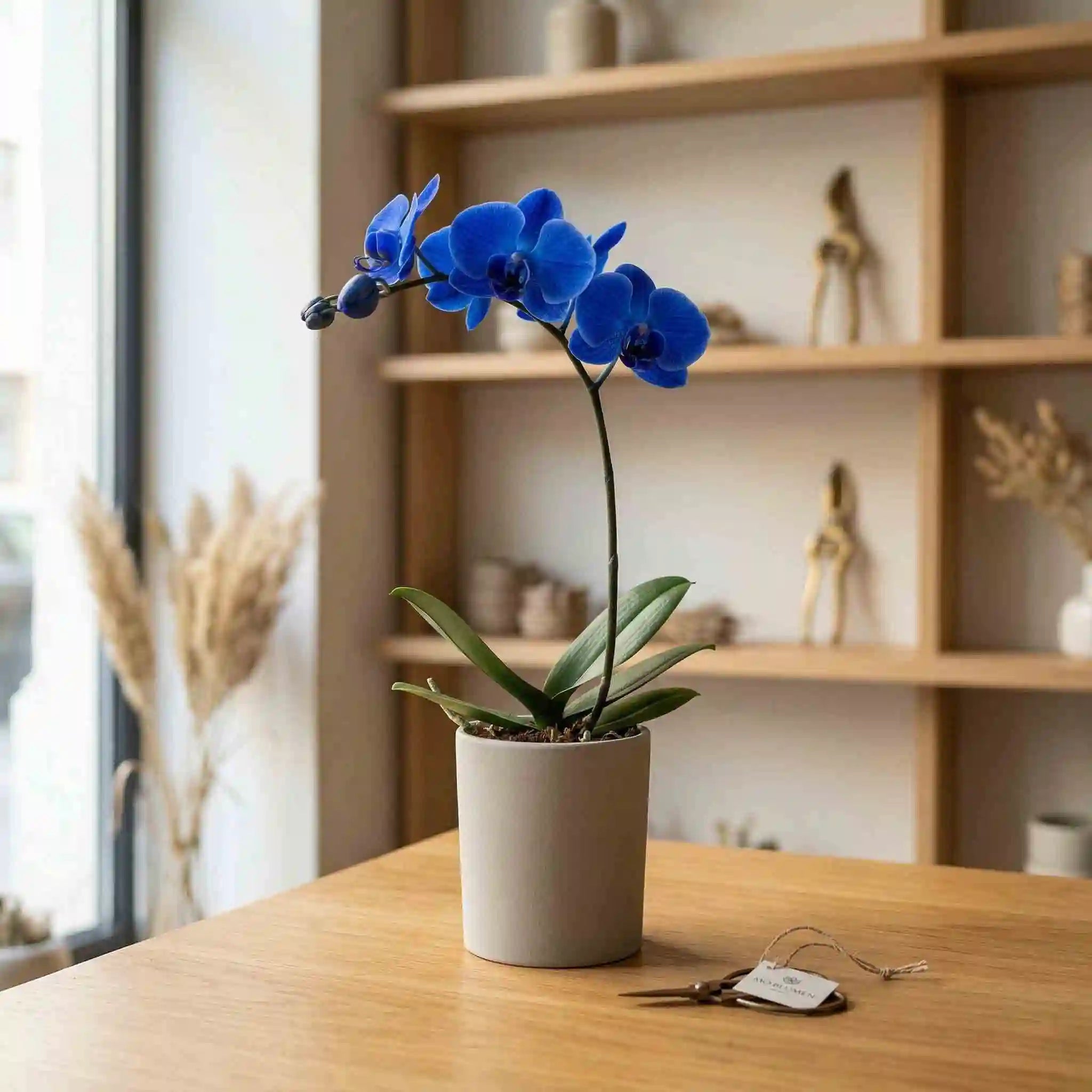 Phalaenopsis Blau gefärbt kaufen bei MO BLUMEN Wien