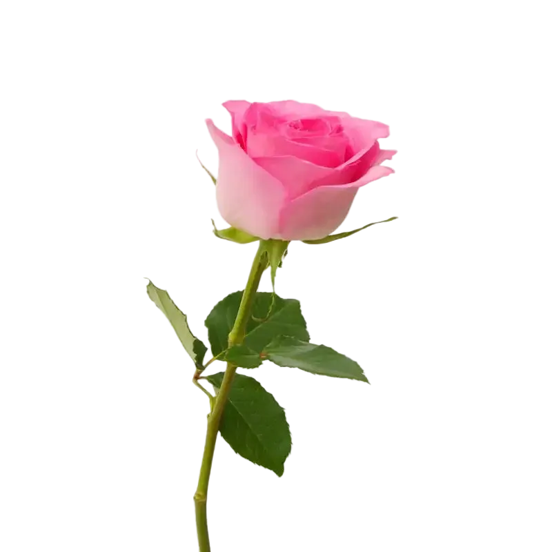 Single pink rose with green leaves on a white background