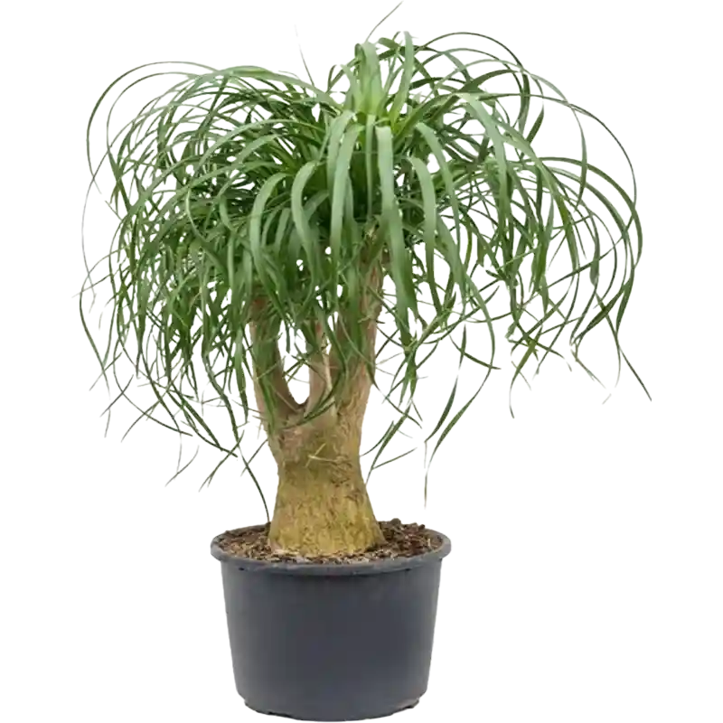 Potted ponytail palm plant on a white background