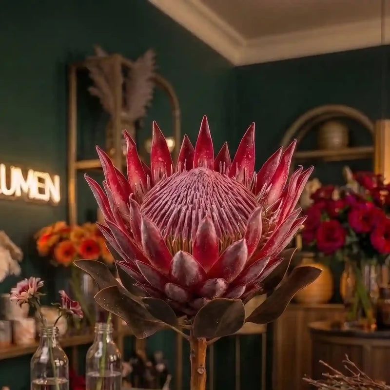 Protea Nahaufnahme – MO BLUMEN Wien